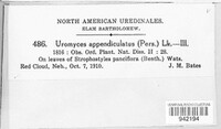 Uromyces appendiculatus image